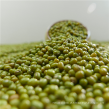 New crop Green mung beans para alimentos